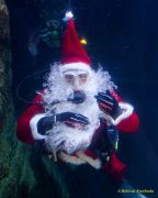 Ein Rentier im Ozean? Das SEA LIFE München feiert Weihnachten!