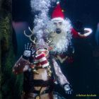 Ein Rentier im Ozean? Das SEA LIFE München feiert Weihnachten!