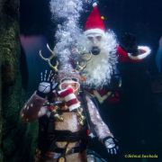 Ein Rentier im Ozean? Das SEA LIFE München feiert Weihnachten!