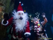 Ein Rentier im Ozean? Das SEA LIFE München feiert Weihnachten!