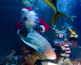 Ein Rentier im Ozean? Das SEA LIFE München feiert Weihnachten!