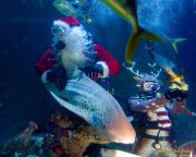 Ein Rentier im Ozean? Das SEA LIFE München feiert Weihnachten!