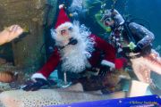 Ein Rentier im Ozean? Das SEA LIFE München feiert Weihnachten!