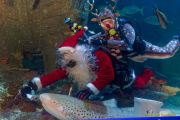 Ein Rentier im Ozean? Das SEA LIFE München feiert Weihnachten!