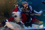 Ein Rentier im Ozean? Das SEA LIFE München feiert Weihnachten!