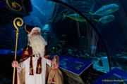 Ein Rentier im Ozean? Das SEA LIFE München feiert Weihnachten!