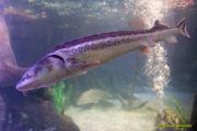 Ein Rentier im Ozean? Das SEA LIFE München feiert Weihnachten!