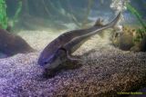 Ein Rentier im Ozean? Das SEA LIFE München feiert Weihnachten!