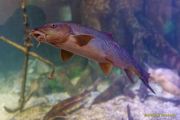 Ein Rentier im Ozean? Das SEA LIFE München feiert Weihnachten!