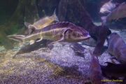 Ein Rentier im Ozean? Das SEA LIFE München feiert Weihnachten!