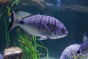 Ein Rentier im Ozean? Das SEA LIFE München feiert Weihnachten! Ein Rentier im Ozean? Das SEA LIFE München feiert Weihnachten!