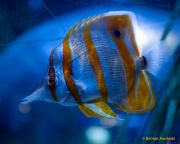 Ein Rentier im Ozean? Das SEA LIFE München feiert Weihnachten!