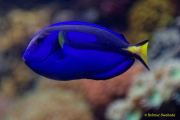 Ein Rentier im Ozean? Das SEA LIFE München feiert Weihnachten! Ein Rentier im Ozean? Das SEA LIFE München feiert Weihnachten!