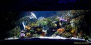 Ein Rentier im Ozean? Das SEA LIFE München feiert Weihnachten! Ein Rentier im Ozean? Das SEA LIFE München feiert Weihnachten!