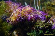 Ein Rentier im Ozean? Das SEA LIFE München feiert Weihnachten! Ein Rentier im Ozean? Das SEA LIFE München feiert Weihnachten!