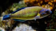 Ein Rentier im Ozean? Das SEA LIFE München feiert Weihnachten! Ein Rentier im Ozean? Das SEA LIFE München feiert Weihnachten!