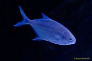 Ein Rentier im Ozean? Das SEA LIFE München feiert Weihnachten! Ein Rentier im Ozean? Das SEA LIFE München feiert Weihnachten!