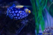 Ein Rentier im Ozean? Das SEA LIFE München feiert Weihnachten! Ein Rentier im Ozean? Das SEA LIFE München feiert Weihnachten!