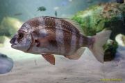 Ein Rentier im Ozean? Das SEA LIFE München feiert Weihnachten! Ein Rentier im Ozean? Das SEA LIFE München feiert Weihnachten!