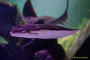 Ein Rentier im Ozean? Das SEA LIFE München feiert Weihnachten! Ein Rentier im Ozean? Das SEA LIFE München feiert Weihnachten!
