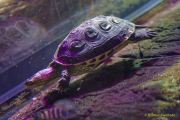 Ein Rentier im Ozean? Das SEA LIFE München feiert Weihnachten! Ein Rentier im Ozean? Das SEA LIFE München feiert Weihnachten!