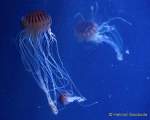 d170110-104050-400-100-sea_life-inventur