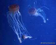 d170110-104050-400-100-sea_life-inventur