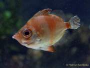 d170110-104200-700-100-sea_life-inventur