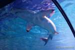 d170110-104800-900-100-sea_life-inventur