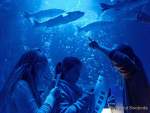 d170110-111314-800-100-sea_life-inventur
