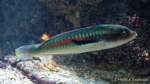 d170110-111413-900-100-sea_life-inventur
