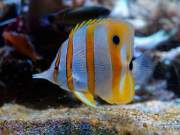 d170110-111429-700-100-sea_life-inventur