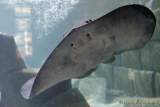 d170110-112224-500-100-sea_life-inventur