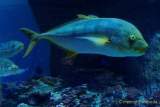 d170110-112412-000-100-sea_life-inventur