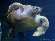 d170110-112847-000-100-sea_life-inventur