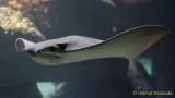 d170110-113428-500-100-sea_life-inventur