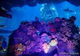 d170110-113525-000-100-sea_life-inventur