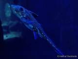 d170110-113640-700-100-sea_life-inventur