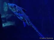 d170110-113640-700-100-sea_life-inventur