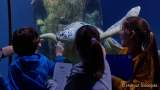d170110-114439-400-100-sea_life-inventur