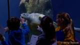 d170110-114440-200-100-sea_life-inventur