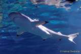 d170110-114449-400-100-sea_life-inventur