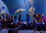 d170110-114517-700-100-sea_life-inventur
