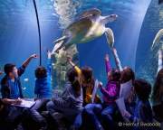 d170110-114521-200-100-sea_life-inventur