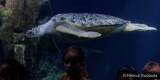 d170110-114558-800-100-sea_life-inventur
