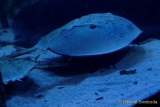 d170110-120350-200-100-sea_life-inventur
