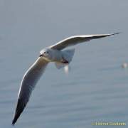 d160910-170753039-100-chiemsee