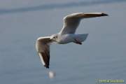d160910-170753040-100-chiemsee