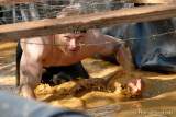 d150418-09470282-100-spartan_race