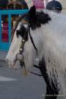 d170312-113401-600-100-st_patricks_day